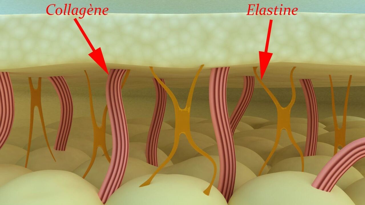 Колаген та еластин – структурні білки шкіри